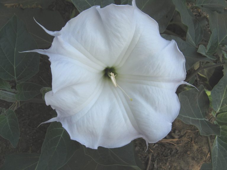 Sacred Datura Nature Collective