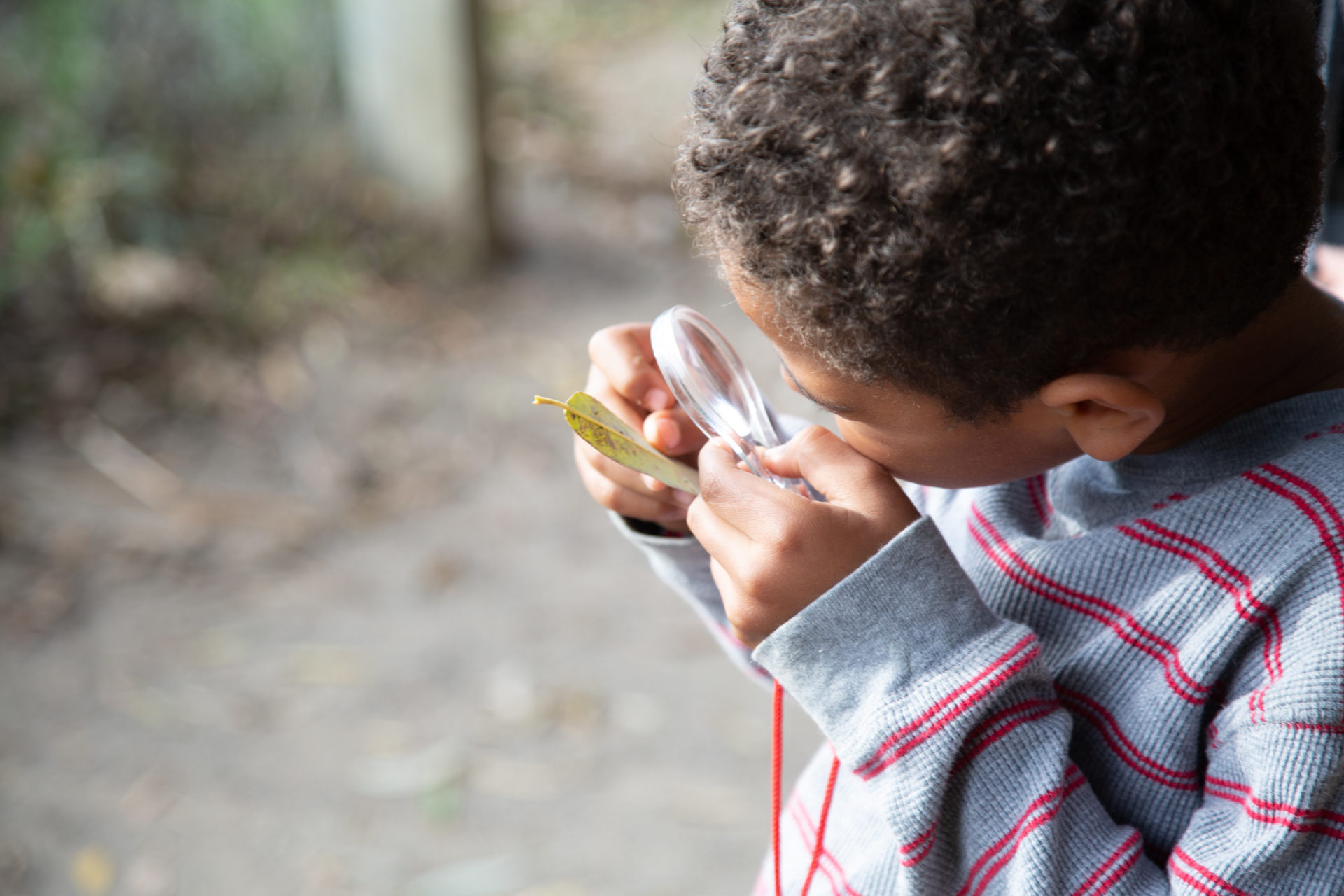 Child looking through a hand held magnifying glass at a leaf