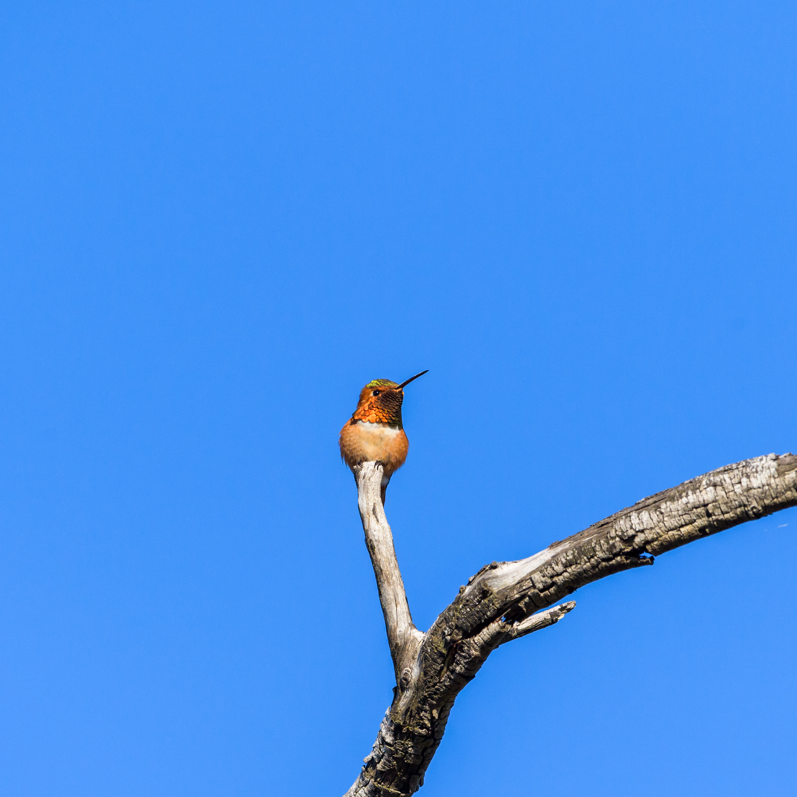 Hummingbird sitting atop a tree