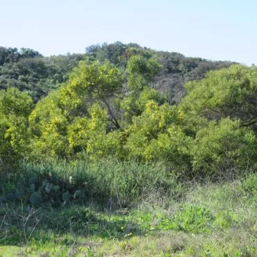 Large green bushes with groups of small yellow flowers