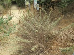adult bush growing by trailhead