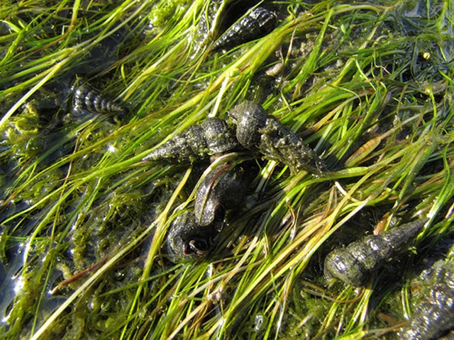 multiple small spiral-shaped shells in grassy marsh