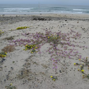 Yellow beach primroses and purple beach sand verbenas growing in the sand on the shore of lagoon