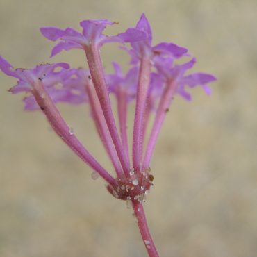 Close-up of purple beach sand verbenas attached to stem