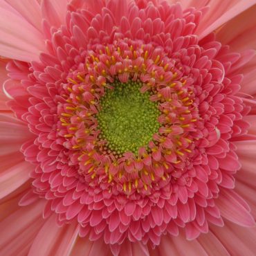 inside of pink peony shaped flower