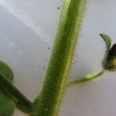 close up of stem with small translucent hairs