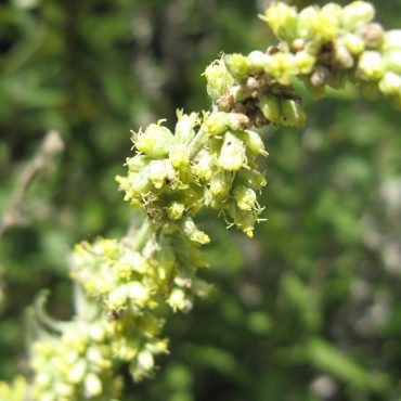 cluster of small yellow flowers on a branch