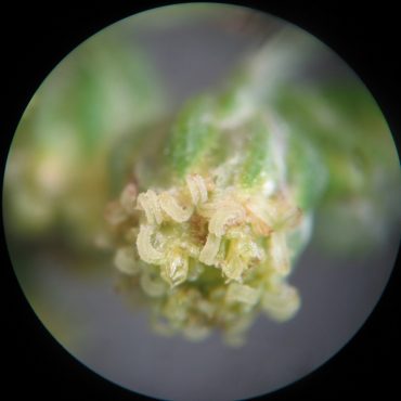 microscopic picture of flowerhead