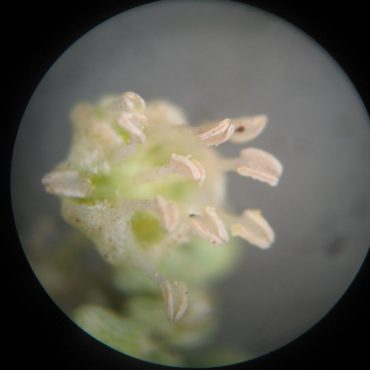 male California Croton flower under a microscope
