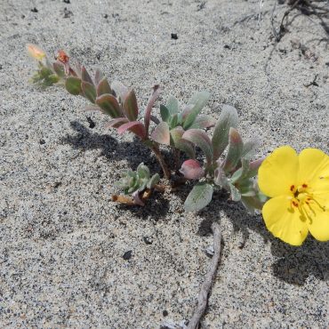 single yellow beach primrose flower on a small succulent plant in the sand