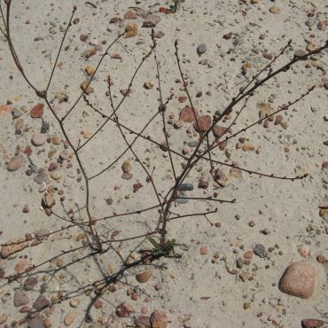 thin branched plant on beach