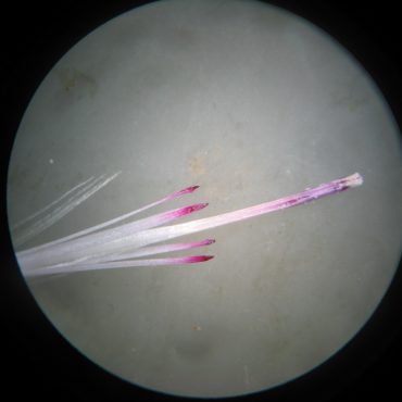 microscopic view of purple tipped ends of flower