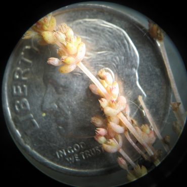 pink pygmy stonecrop compared to dime