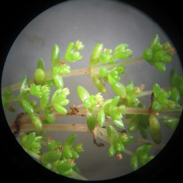 tiny green leaves on flowering stem of pygmy stonecrop