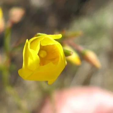 yellow flower opening