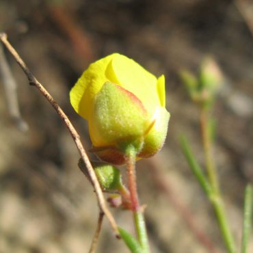 underside of yellow rose