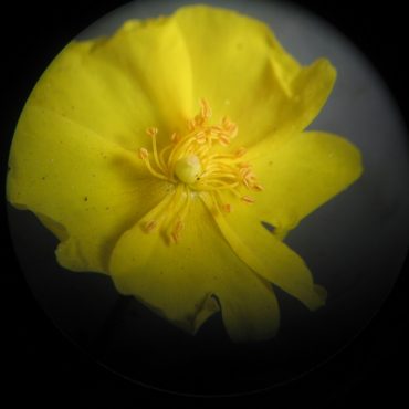 yellow flower fully open