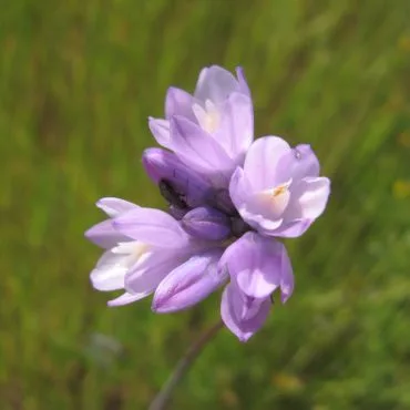 close up of purple flowers