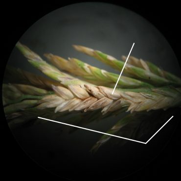 stem that resembles wheat