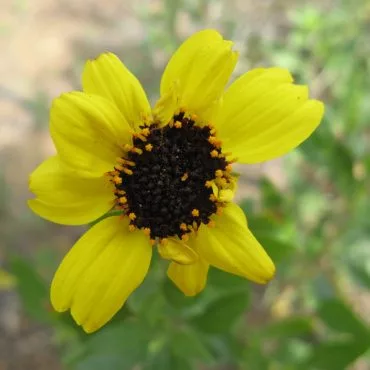 close up single yellow bush sunflower with missing petals