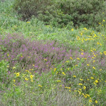 cluster of purple flowers and yellow bush sunflowers (Pole Road, Central Basin)