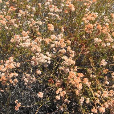 Orange clusters of California Buckwheat