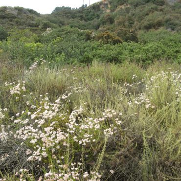 clusters of white California Buckwheat dotting the grassy field