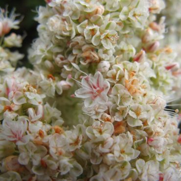 close up of white California Buckwheat blossoms with pink and orange centers