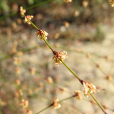 thin stem with tiny flowers