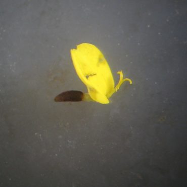single yellow petal