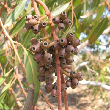 seed pods clumped together on tree branch