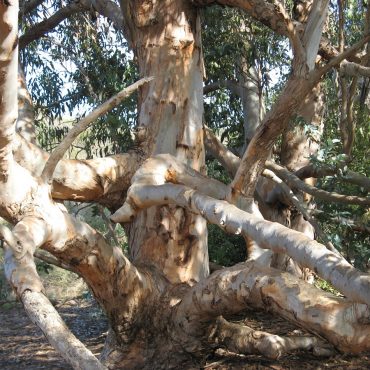 large tree limbs intertwined