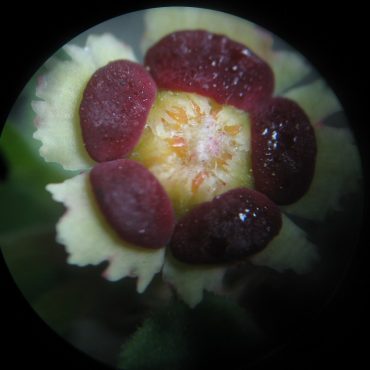 microscopic view of white flower with red center
