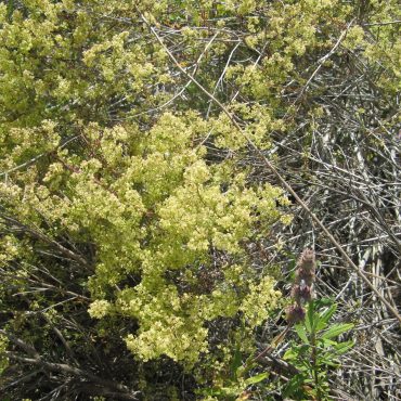 bright green male flower clusters in dry sticks