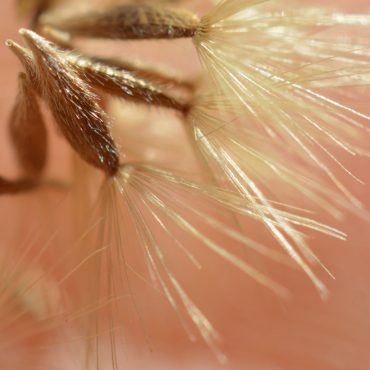 small seed pods with hairs extending