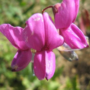 close up of pink/purple flower petals