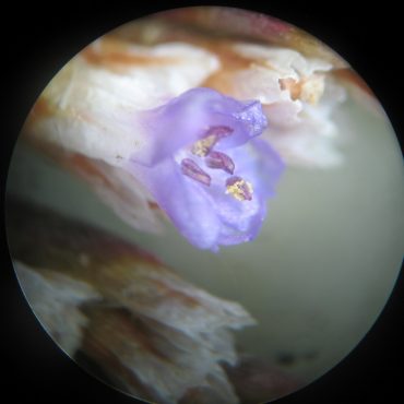 close up of small purple flower bloomed