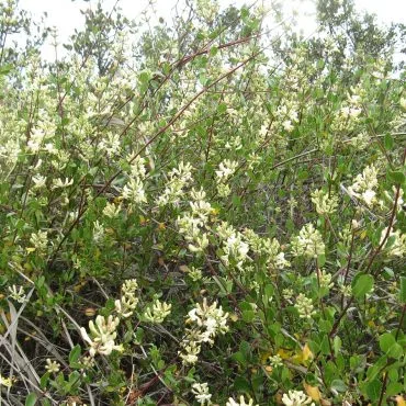 small cream colored flowers on branches