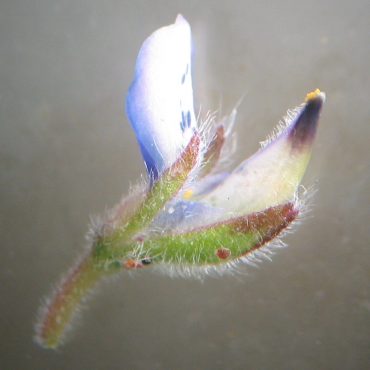 blue flower under microscope