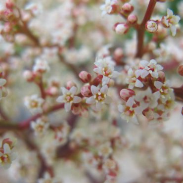 red branch with tiny white flowers