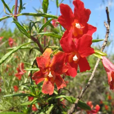 small reddish/orange flowers with five petals on a branch with oblong green leaves