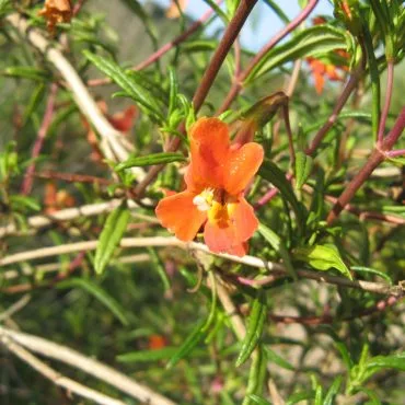 single reddish orange bush monkeyflower on bush