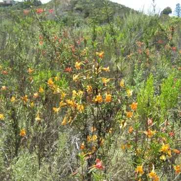 field of orange and yellow bush monkeyflowers surrounded by brush