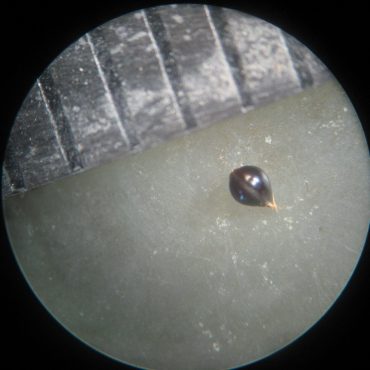 microscopic view of seed