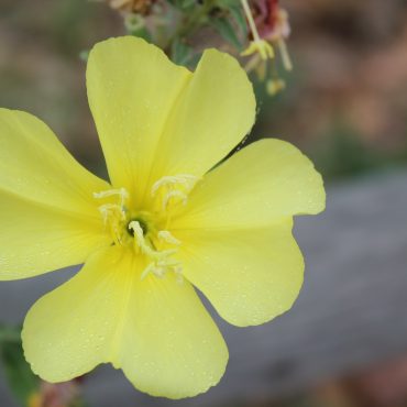 yellow flower with 4 petals