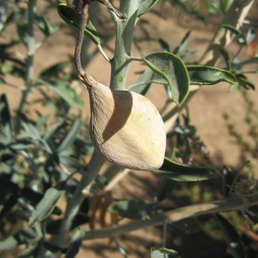 tan tear drop shaped seed pod