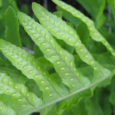 close up of leaves with dots on each individual leaf