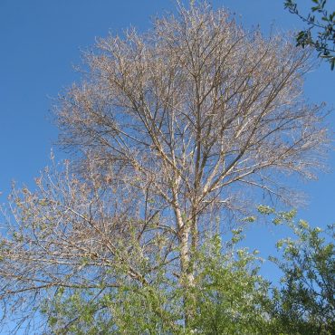 bare Fremont Cottonwood tree