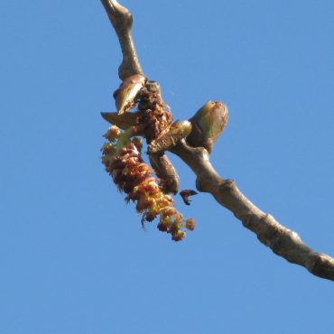 brown male catkins hanging from bare branch