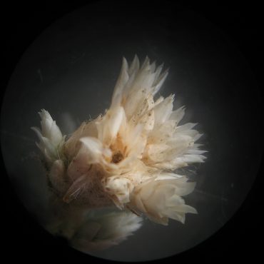 microscopic photo of peachy-cream phyllaries that resemble petals